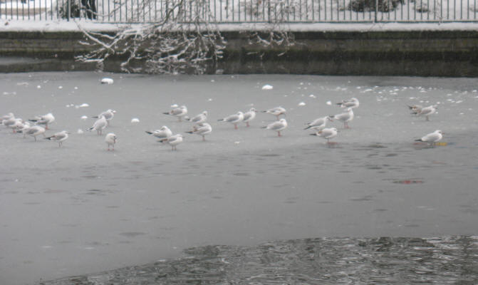 Seagulls on ice on Orpington Priory Pond