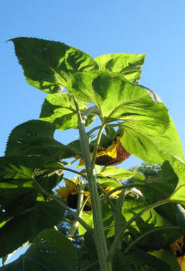 Sunflowers seedheads
