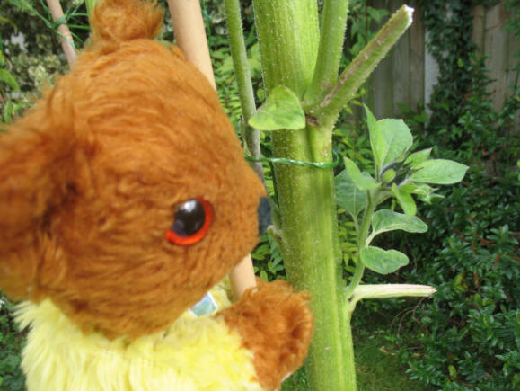 Yellow Teddy sunflower bud