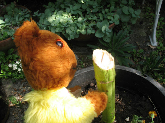 Yellow Teddy sunflower cut stem