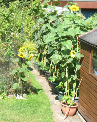 Sunflowers in pots