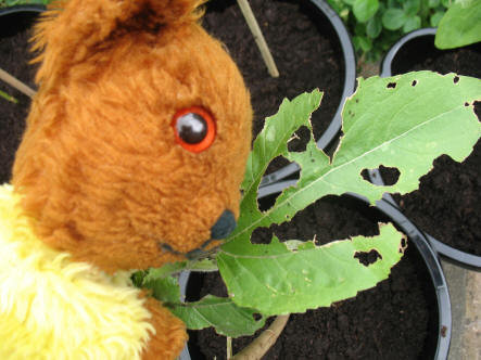 Snail-eaten sunflower leaves