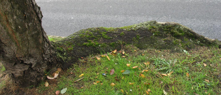 Tree root on surface