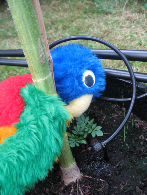 Blue Parrot with watering hose
