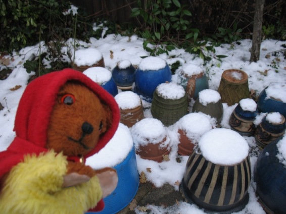 Yellow Teddy and snowy pots