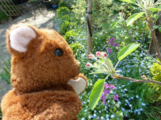 Brown Teddy with Russet apple tree blossoms