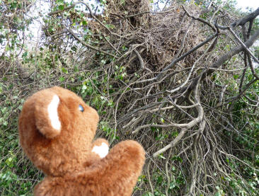 Brown Teddy broken branches