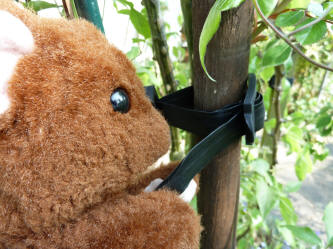 Brown Teddy checking tree tie