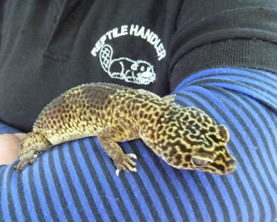 Petts Wood May Fayre - Reptile Events - Jane with Nutty the Leopard Gecko