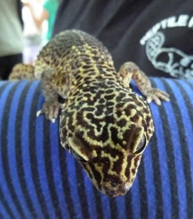 Petts Wood May Fayre - Reptile Events stall - closeup of Nutty the Leopard Gecko