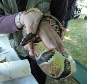 Petts Wood May Fayre - Reptile Events, Amber the Yellow Belly Python