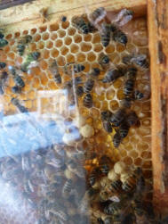 Petts Wood May Fayre - bees in glass case
