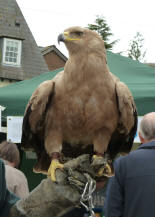 Eagle visiting from Eagle Heights 1, Pratts Bottom May Fayre