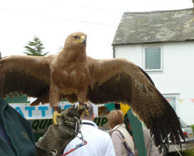 Eagle visiting from Eagle Heights 1, Pratts Bottom May Fayre