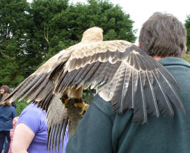 Eagle visiting from Eagle Heights 1, Pratts Bottom May Fayre