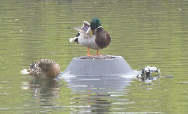 Ducks on water fountain Priory Gardens Orpington