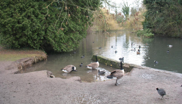 Priory Gardens pond, Orpington