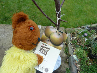Yellow Teddy with Russet apple tree