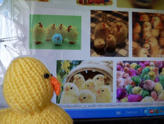 Knitted chick looking at Google chicks