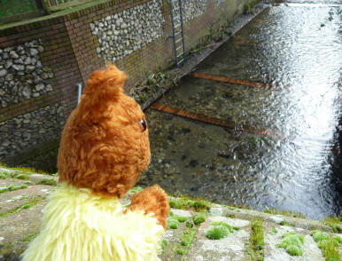 Yellow Teddy at small weir