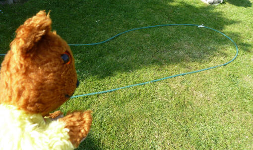 Yellow Teddy and hose on lawn