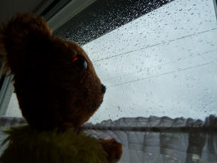 Yellow Teddy rainy day