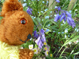 Yellow Teddy and small bluebells