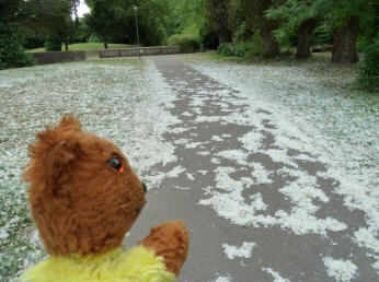 Yellow Teddy with tree seed fluff, River Cray