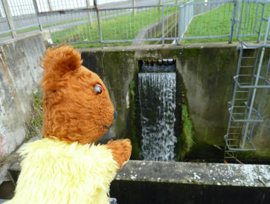Yellow Teddy at weir River Cray