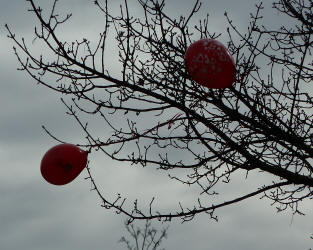Balloons in twigs