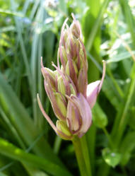 Big bluebell buds