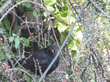 Blackbird in berry bush