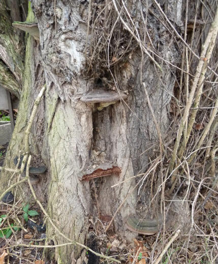 Tree with bracket fungus