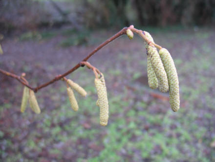 Catkins