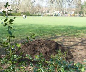 Compost pile Priory Gardens Orpington