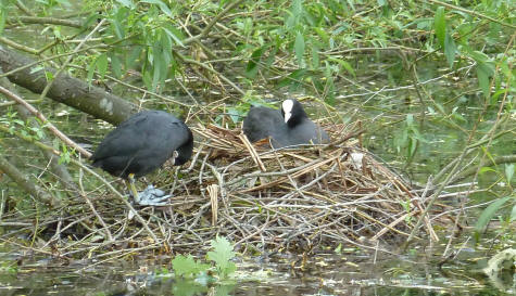 Coots on nest, Priory Gardens