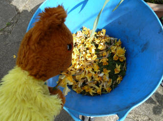 Yellow Teddy with spent daffodil heads