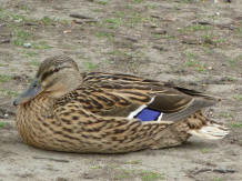 Female mallard duck