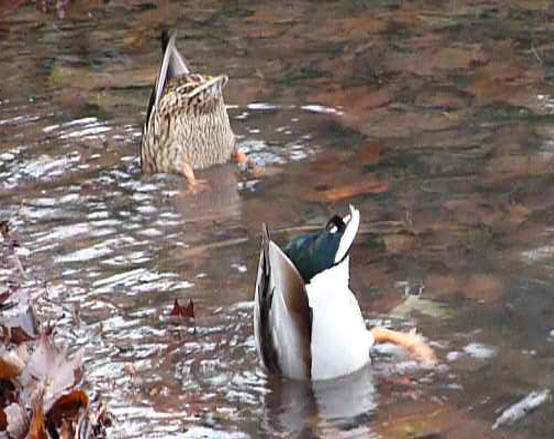 Ducks dabbling 3