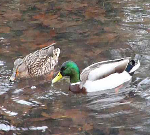 Ducks dabbling 1