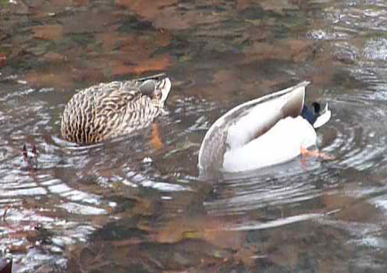 Ducks dabbling 2