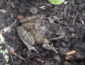 Frog