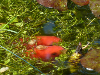 Goldfish resting in weeds