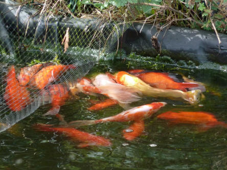 Goldfish having a splash
