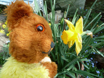 Yellow Teddy with last daffodil