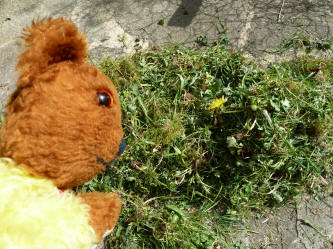 Yellow Teddy with lawn weeds
