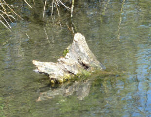 Second log in Priory Gardens pond