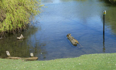 Logs in Priory Gardens pond