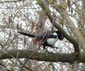 Magpie with mud for nest