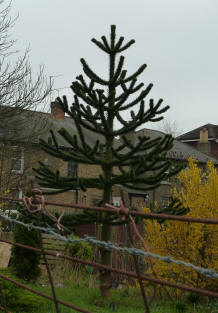 Monkey puzzle tree